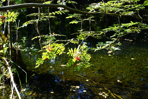 Rote Früchte einer Eberesche am Ast im Sonnenlicht über Wasser im Wald (Spandauer Forst)