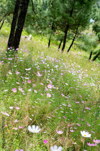 Wild jungle and flowers of Uttarakhand 