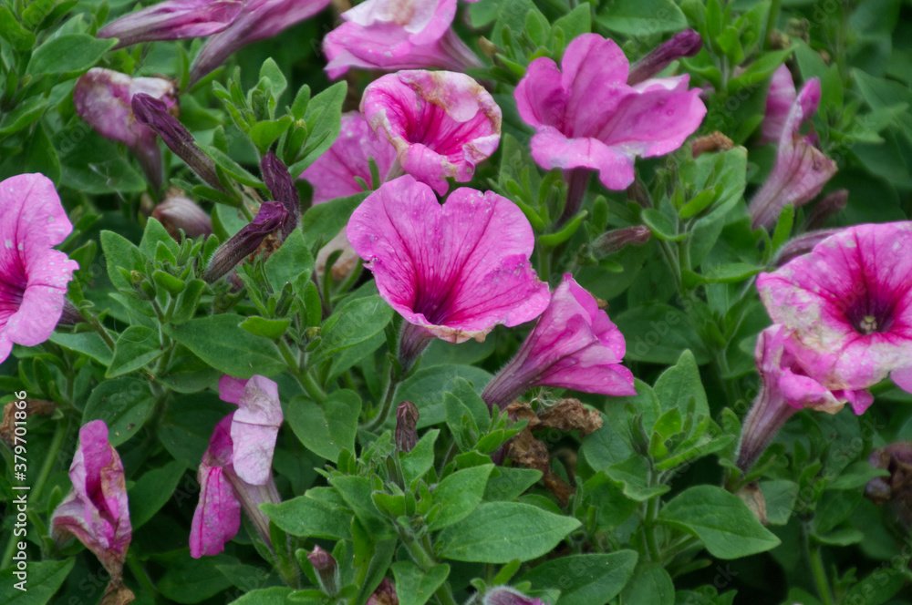 Pink Petunia in a Garden