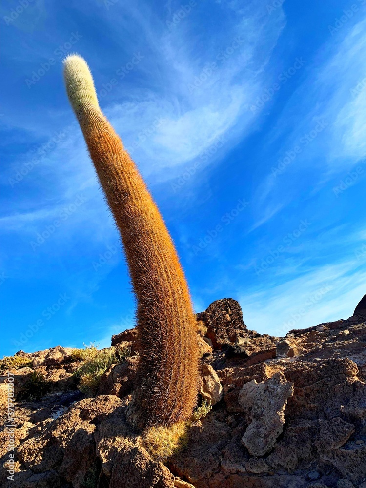 Giant Cactus at island Isla Incahuasi, Bolivia, South America. Tropical plant. Trichocereus pasacana.