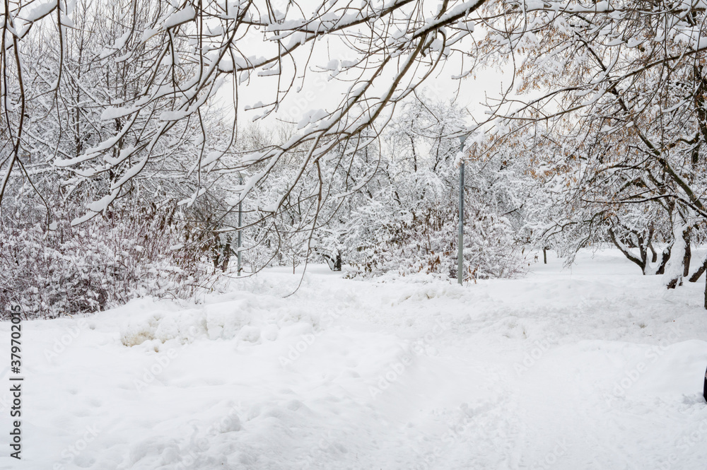 Obraz premium winter landscape