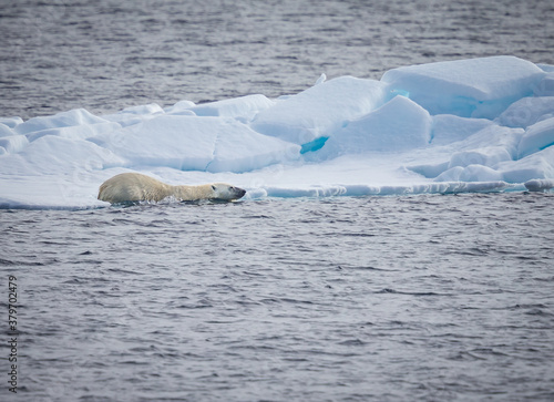 Polar bear enters the Arctic Sea near Svalbard