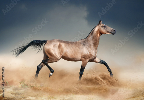 Golden bucksking akhal-teke horse running in desert