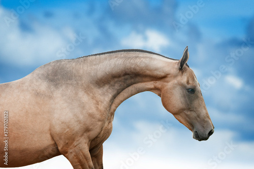 Golden buckskin akhal-teke horse portrait closeup © Olga Itina