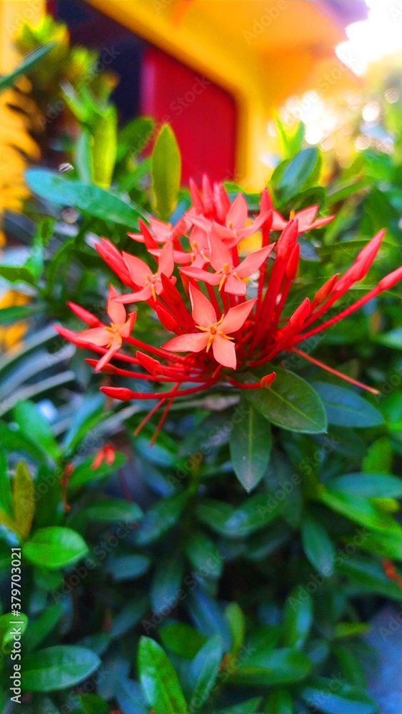 red and yellow flowers, red flowers, ixoroidae, flowers cute, red, plant, flowers, garden flowers, Beauty. red and yellow flowers, red flowers, ixoroidae, flowers cute, red, plant, flowers, garden flowers, Beauty.