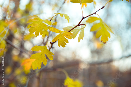 Yellow leaves on oak branch, soft selective focus. October mood. Mid autumn.