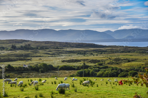 Paesaggio irlandese con pecore photo