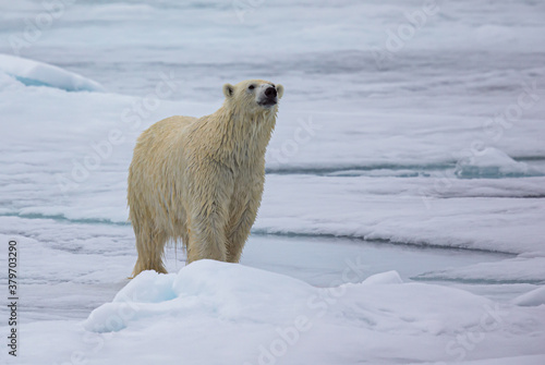 Polar bears have a very kean sense of smell. photo