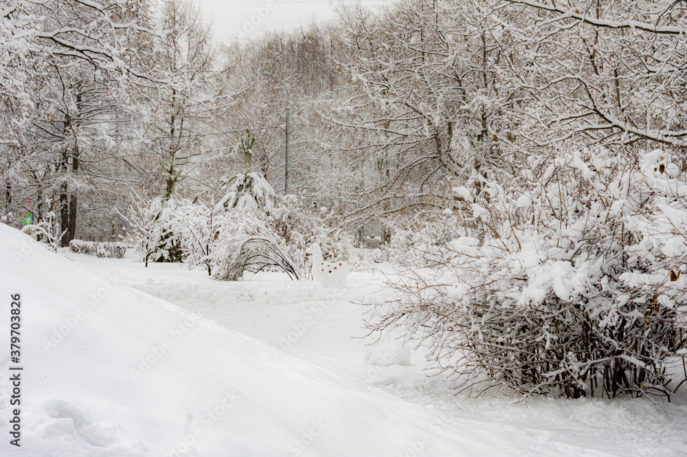 Fototapeta premium winter landscape, trees, forest, thicket, snowdrifts