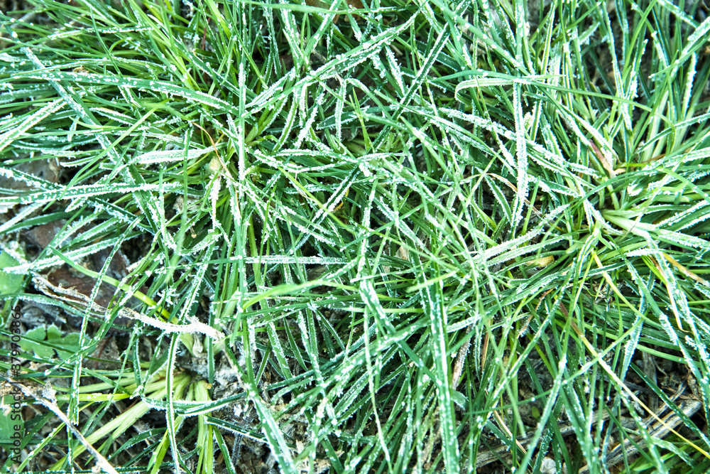 Early frosts concept. Frozen green grass covered by hoarfrost on autumn park.
