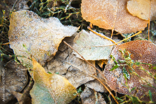 Frozen foliage on autumn grass. Early frosts concept.
