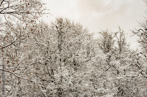 winter landscape