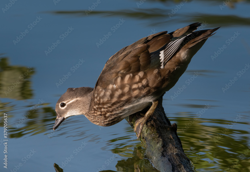 Fototapeta premium Mandarin Duck Female