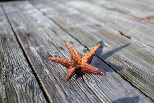 The underside of a Ochre Starfish (Purple sea star) found on a dock in British-Columbia's Sunshine Coast. photo