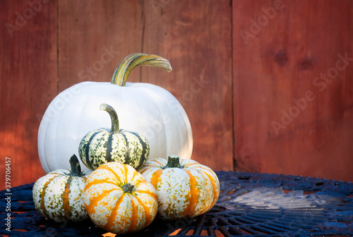 white pumkin and gourds fresh picked 2 photo