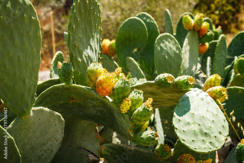 wild prickly pear in greece