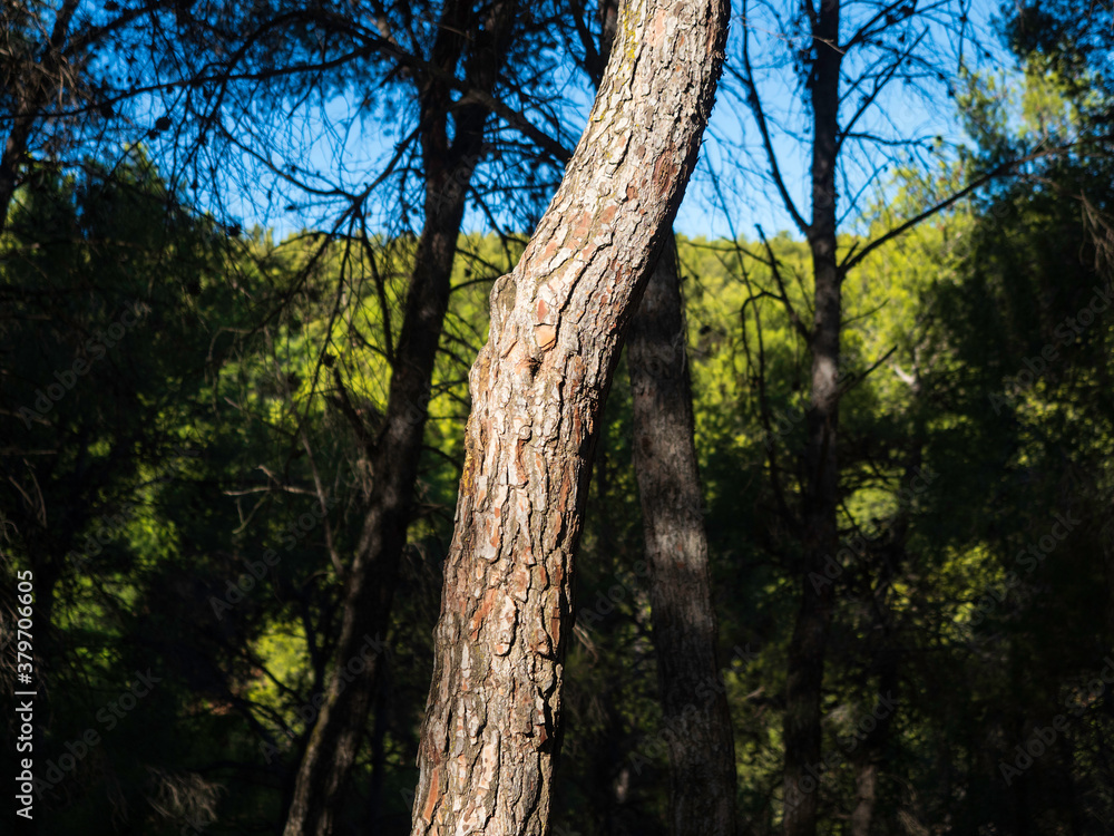 Tronco de árbol en un bosque a la luz del atardecer Tronco de árbol en un bosque a la luz del atardecer