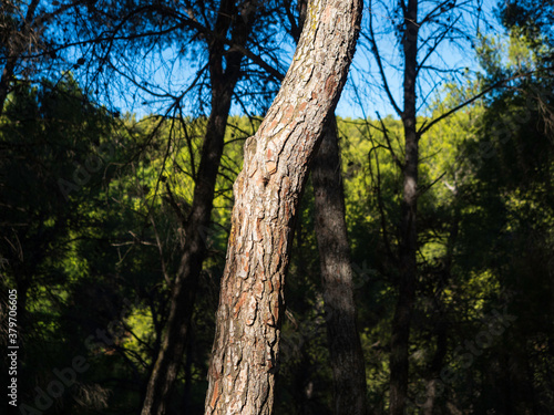 Tronco de árbol en un bosque a la luz del atardecer