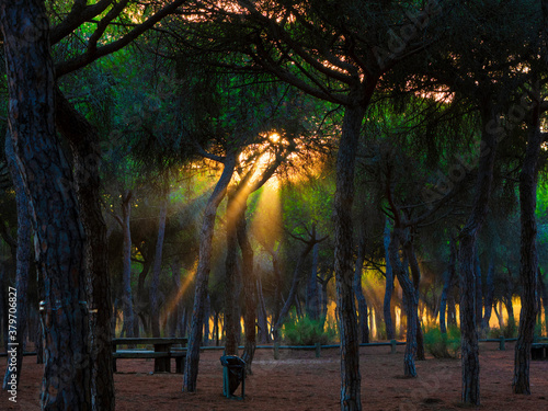 Puesta de sol entre los pinos de un bosque Mediterráneo en Huelva.