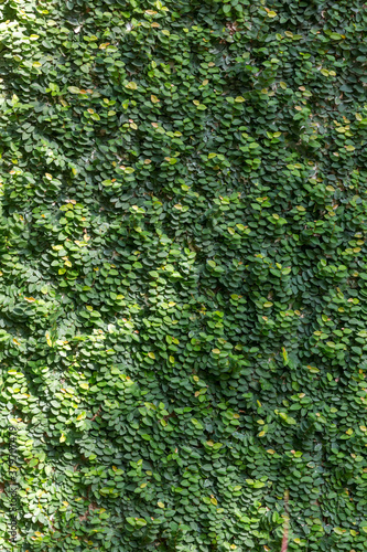 Herb wall or plant wall or natural green wallpaper and background. nature wall. 