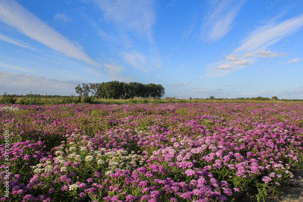 a beautiful purple flower field with silene flowers and a blue sky with white stripes in the background in zeeland, the netherlands
