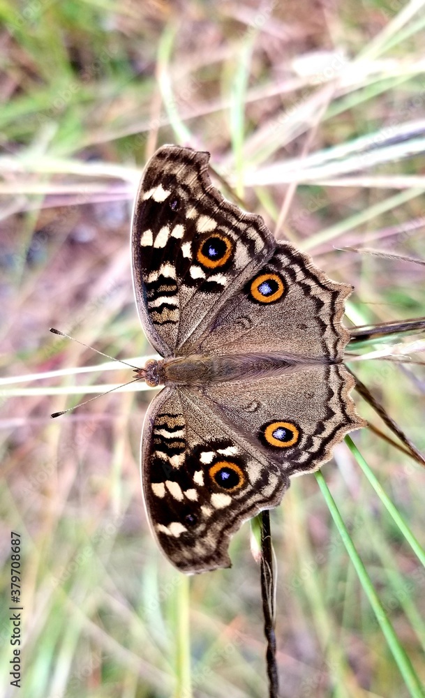 Fototapeta premium Lemon pansy butterfly on a leaf