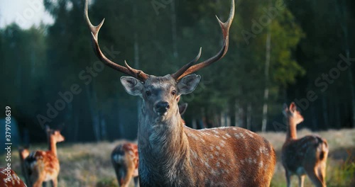 static shot of a Red deer stag with one strange antler against a background of trees.