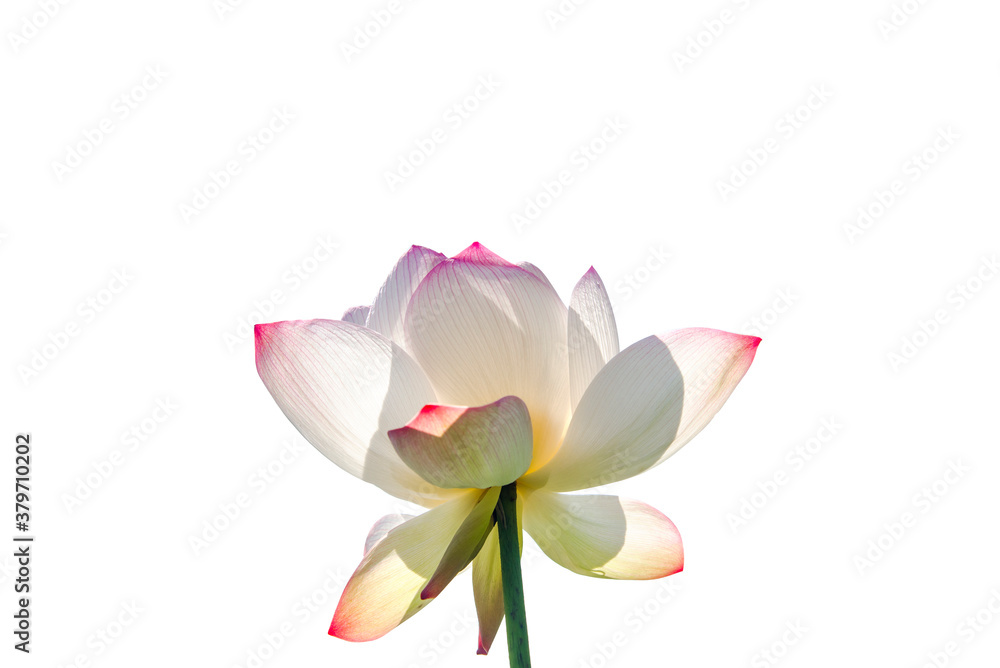 Beautiful bright pink lotus flower with stem or pink lotus petal isolated on white background , paths already.