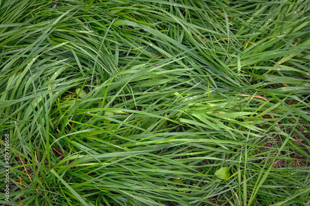 Green grass covered with raindrops close-up. Abstract vegetative background. Green grass covered with raindrops close-up. Abstract vegetative background.