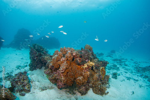 Shallow tropical seascape with coral reef and swimming fish. Beautiful healthy ocean ecosystem. Colorful marine life. Animals and corals in sea. Underwater photography from scuba diving on reef.