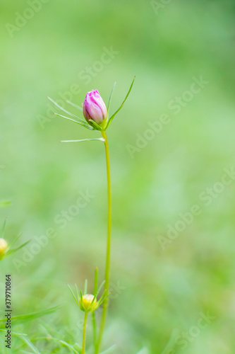 Cosmos flowers of Uttarakhand 