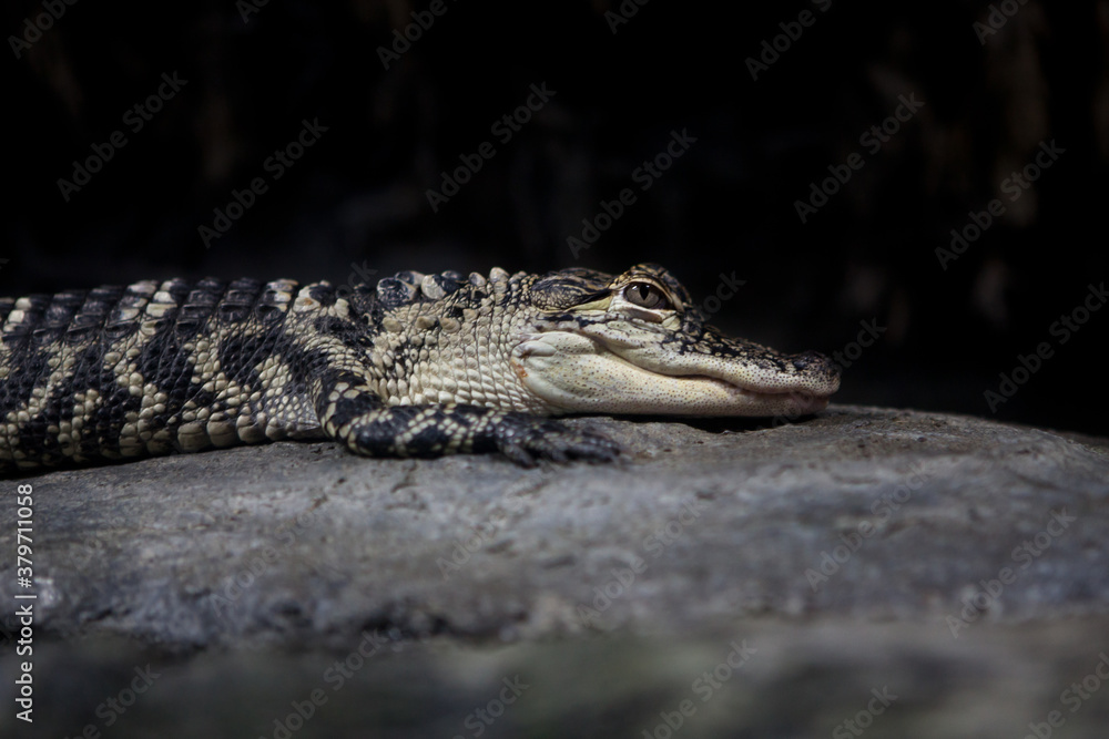 Young Alligator resting on a rock Young Alligator resting on a rock