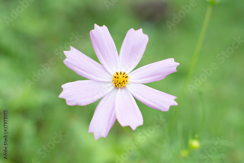 Cosmos flowers of Uttarakhand 