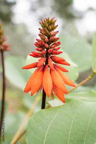 Cosmos flowers of Uttarakhand 