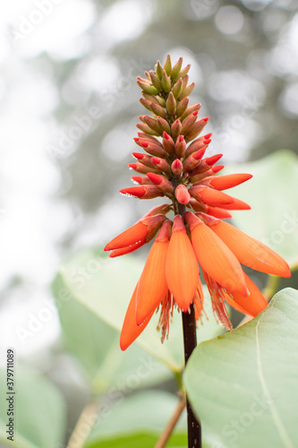 Cosmos flowers of Uttarakhand 
