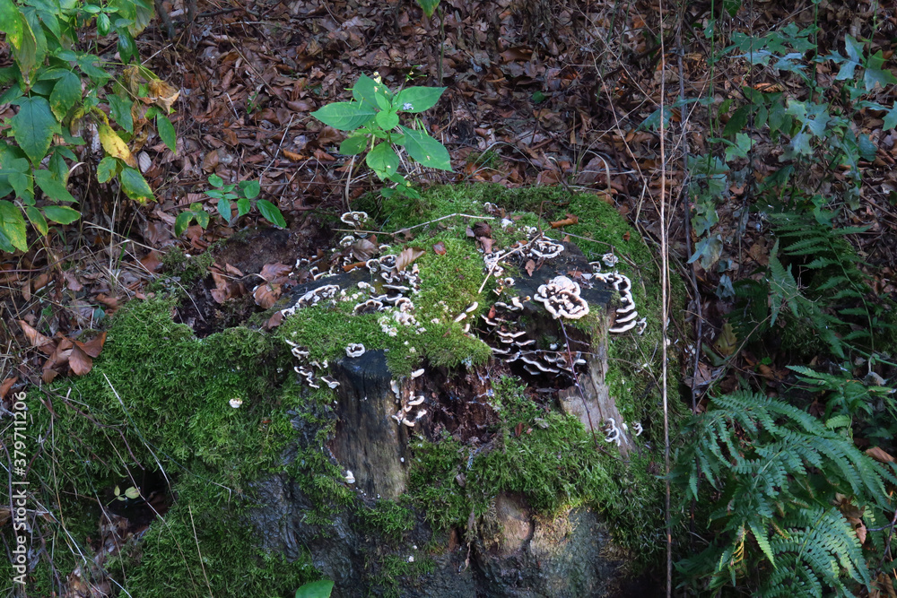 Obraz premium Baumpilz