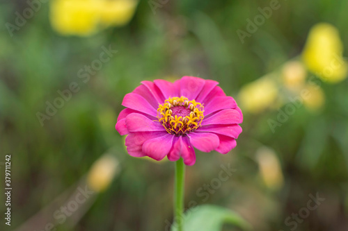 Cosmos flowers of Uttarakhand 
