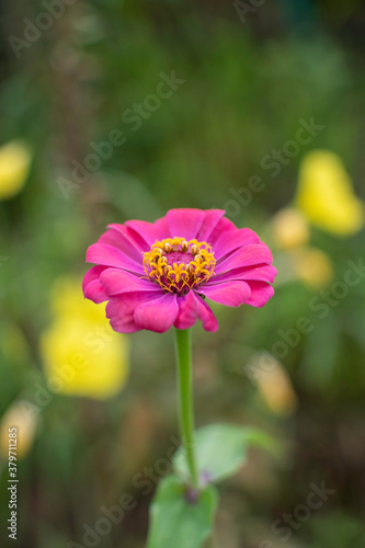 Cosmos flowers of Uttarakhand 