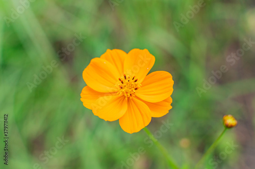 Cosmos flowers of Uttarakhand 