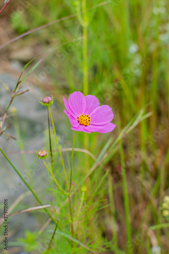 Cosmos flowers of Uttarakhand 
