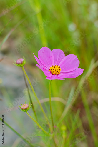 Cosmos flowers of Uttarakhand 