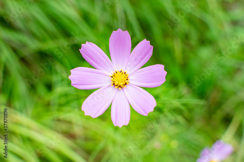 Cosmos flowers of Uttarakhand 