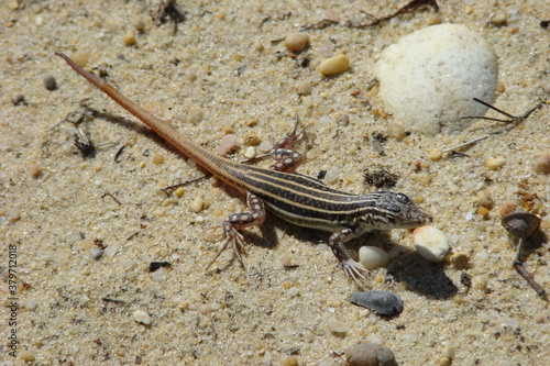 Spiny-footed Lizard  Acanthodactylus erythrurus 