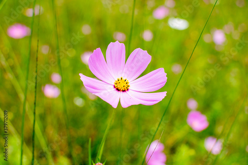 Cosmos flowers of Uttarakhand 