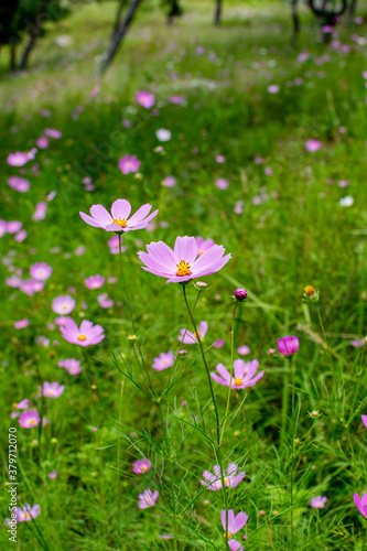 Cosmos flowers of Uttarakhand 