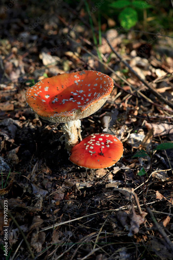 Fliegenpilze Fliegenpilze