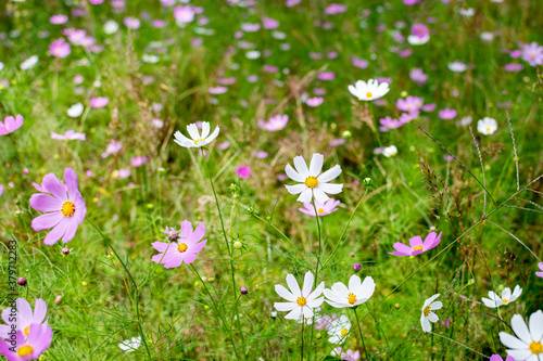 Cosmos flowers of Uttarakhand 