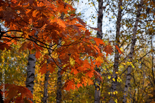 Wallpaper Mural Red autumn leaves of northern red oak on birch grove background Torontodigital.ca