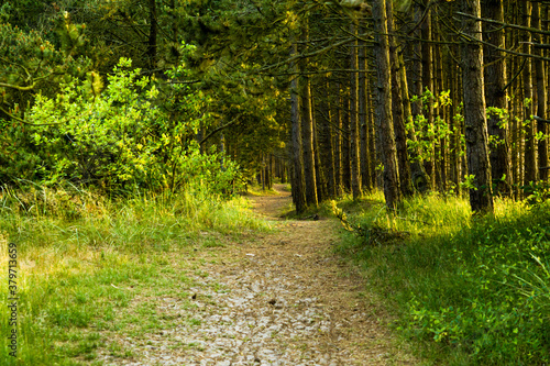 Beautiful sandy path along a seacoast in a forest during sunset