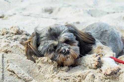 Close-up of shih tzu laying in a sand on the beach